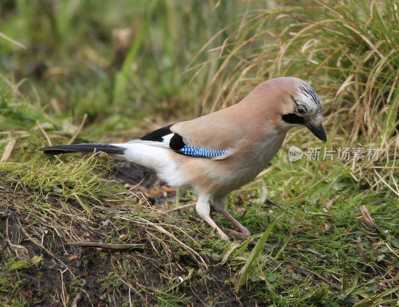 Jay (Garrulus glandarius)